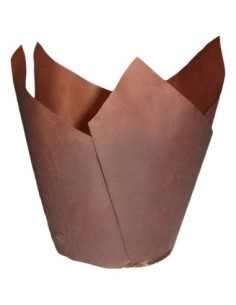 Tulipa Marron 50/80 X 1