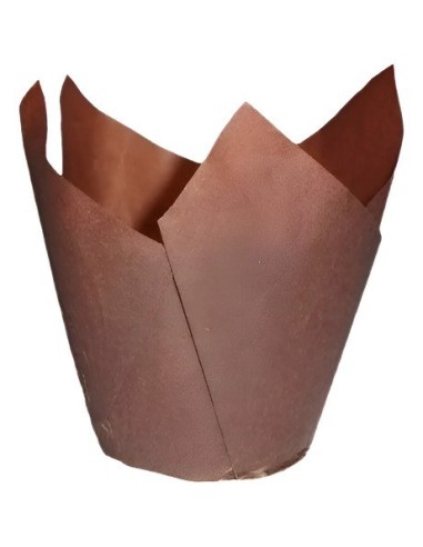 Tulipa Marron 50/80 X 1
